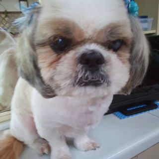 犬アレルギーで飼えなくなりました！