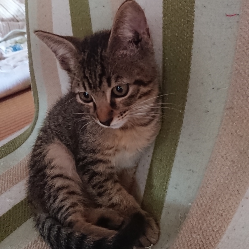 くーちゃんのカバー写真