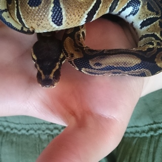 ボールパイソン♂