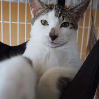 生後4ヶ月甘えたの男の子ゴマちゃん