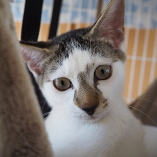 生後4ヶ月の超甘えた男の子きびちゃん