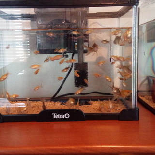 金魚の赤ちゃん