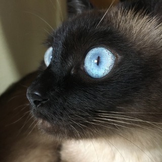 急募  里親募集中