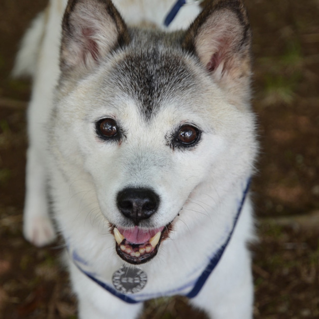 tomotenkuriのカバー写真