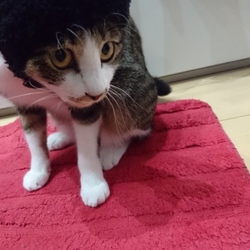 「夏休み終了！」サムネイル2