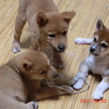 7月5日生まれの子犬です