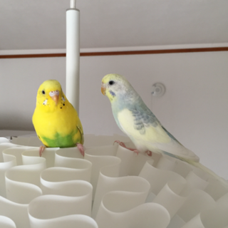 ありがとうございました