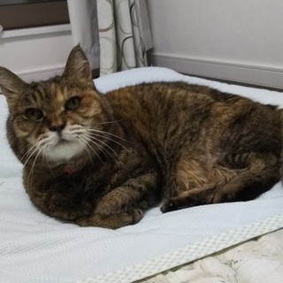 老猫  どうか宜しくお願いします