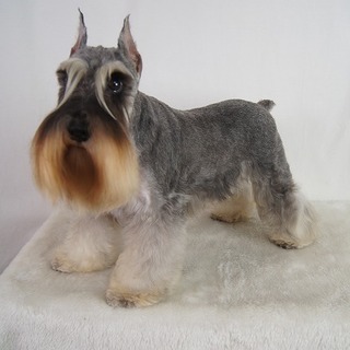 綺麗なお顔のシュナの女の子