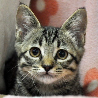 ネコジャラシ大好き★センくん