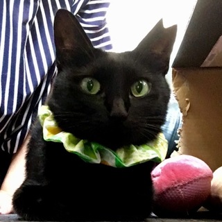 幸せを呼ぶ黒猫★仔猫のように小柄な成猫★メス