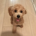 トイプードル8ヶ月