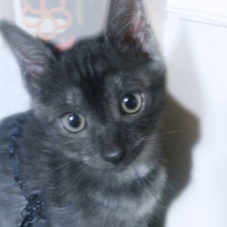 濃いグレーの子猫ちゃん★6/15産まれ