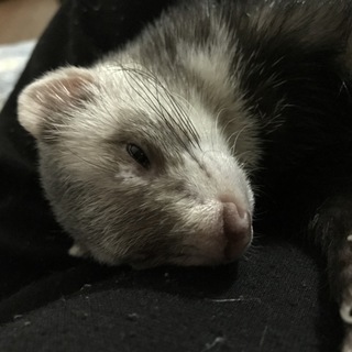フェレットちゃん里親募集！