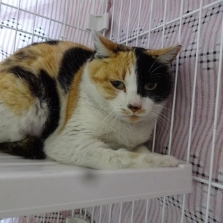 三毛猫のおにゃん