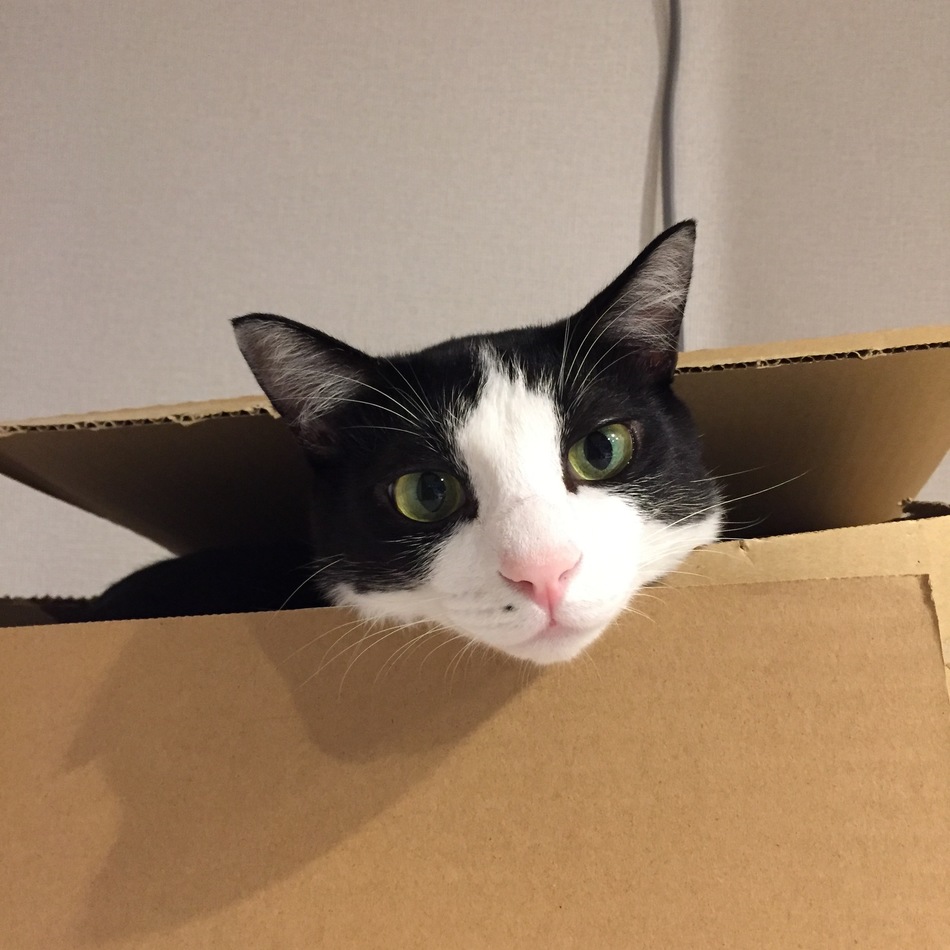 ロビンのカバー写真