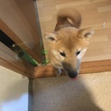 柴犬♀ 生後5ヶ月の里親募集中