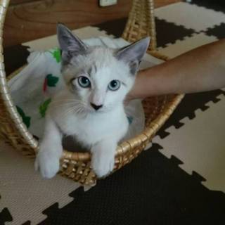 シャム系 ３ヶ月の男の子