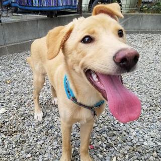 生後５ヶ月程度の甘えん坊の男の子♪