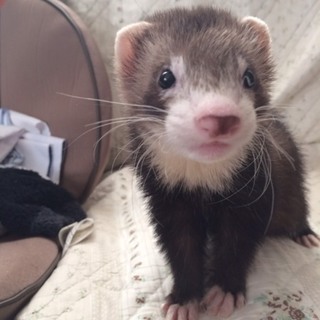 ☆フェレット♂里親さん募集☆