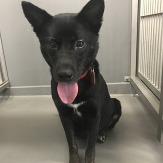 里親決定☆萩市保健所 可愛いクロちゃん