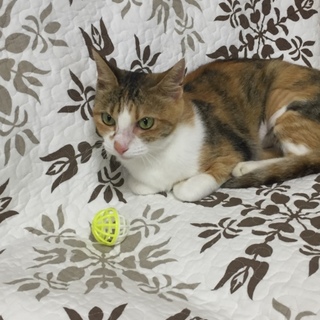 お留守番もできる可愛いミケちゃん