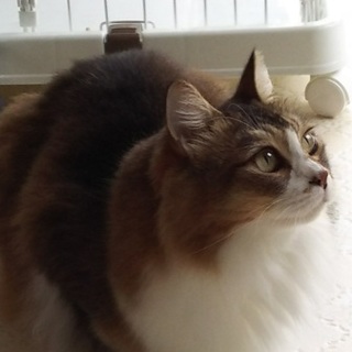 長毛の女の子。ちょっと短足。マンチカン風？