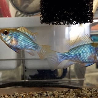 購入間もないコバルトブルーラミレジィ２匹