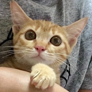 ある日、えさ場に現れた甘えん坊の茶トラくん