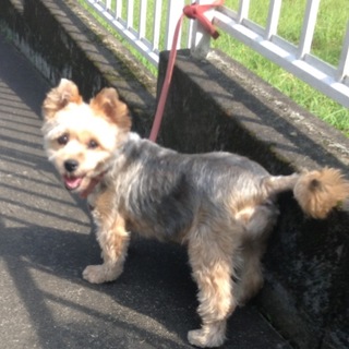 ヨークシャーテリア（ミックス）9歳♀