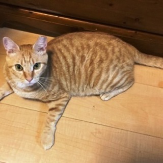 チャイちゃん　　1歳くらいの女の子