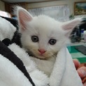 真っ白ふわふわ１ヶ月半の子猫です