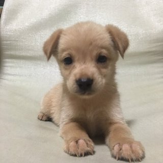 保健所からレスキューした子犬④