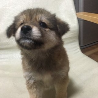 保健所からレスキューした子犬⑤
