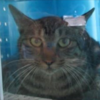 まだ生きたい！僕を家族にして下さい！