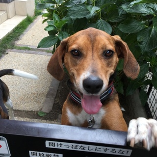 向日葵の様な笑顔のキキ！本当の家族を下さい！