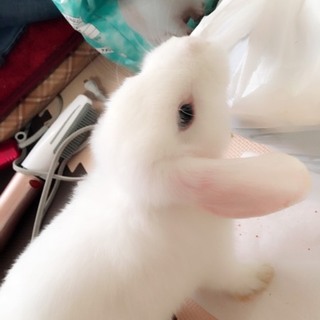 子うさぎちゃんの里親募集