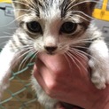 急募！！！子猫を助けてあげたい！
