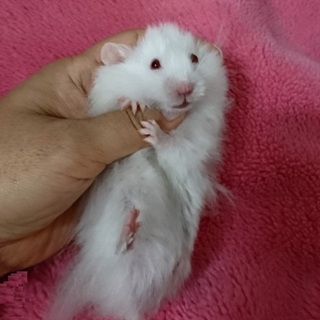 サテンロングヘアーハムスターの子ハム