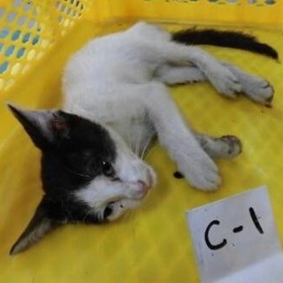 緊急！命の期限わずか、時間がありません！