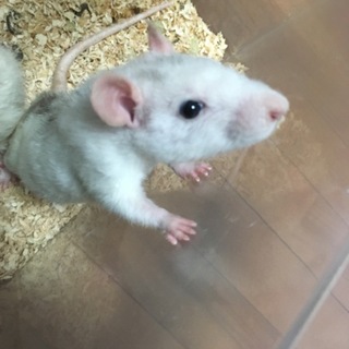 ファンシーラット レッキス