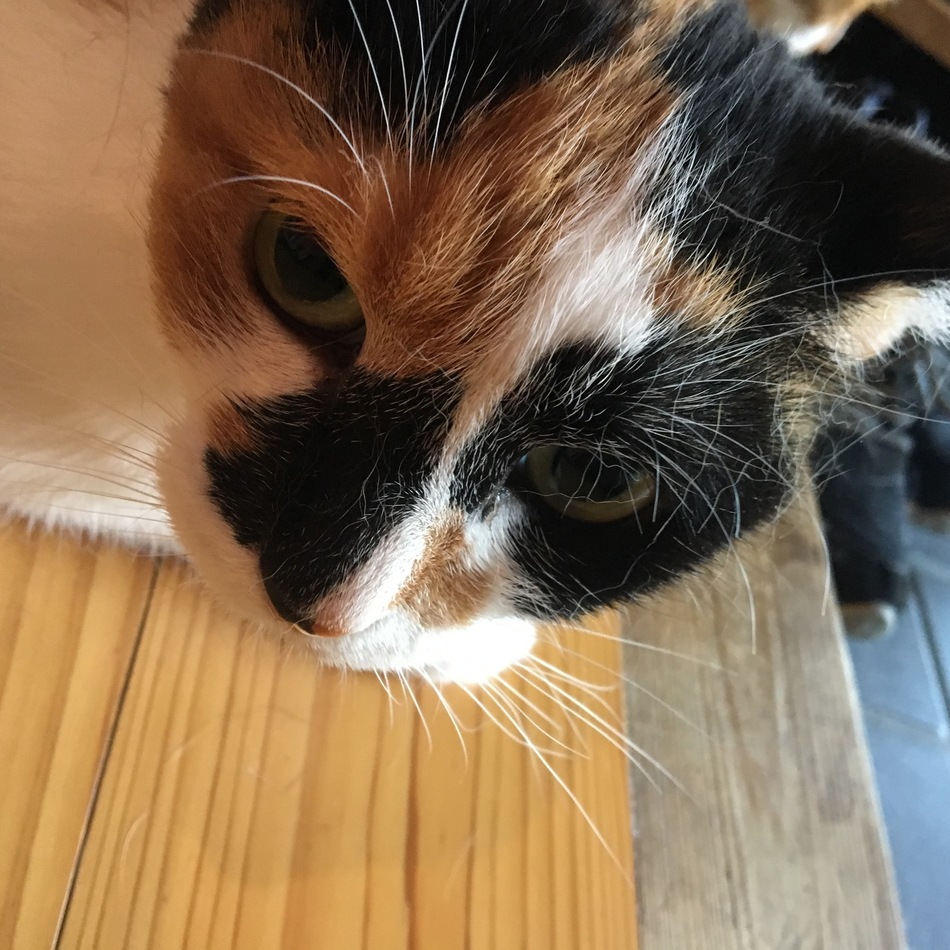 めいのカバー写真