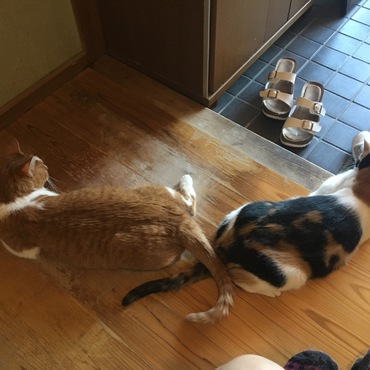 ブラッシングの後につられてめいさんも参戦。