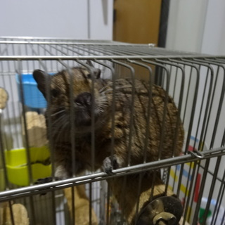 デグーの里親を募集いたします