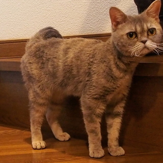 里親様決まりました。ありがとうございました。