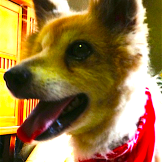 全盲だけど性格はなまる！とても飼いやすい子です