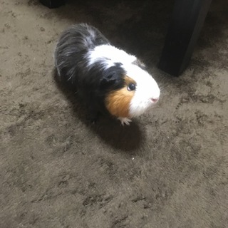 モルモット2歳半 里親募集