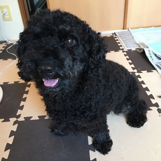 甘えん坊です。