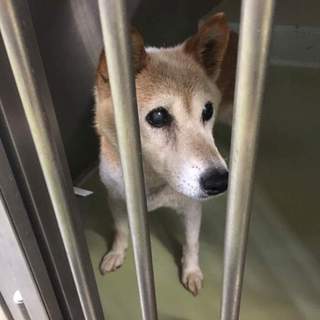 穏やかなソフィちゃんの家族になって頂けませんか？