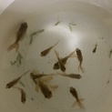 金魚稚魚